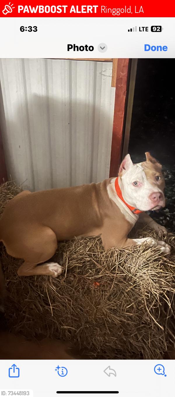 Lost Female Dog last seen Danzy Rd, Ringgold, LA 71068