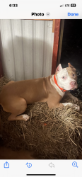 Lost Female Dog last seen Danzy Rd, Ringgold, LA 71068