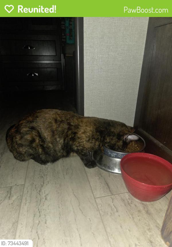 Reunited Female Cat last seen Near forest preserve west, Winfield, IL 60190