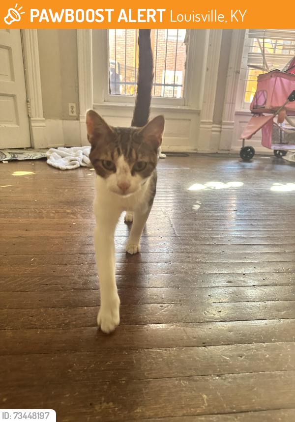 Found/Stray Unknown Cat last seen Clay avenue, Louisville, KY 40219