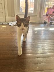 Found/Stray Unknown Cat last seen Clay avenue, Louisville, KY 40219