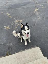 Found/Stray Female Dog last seen Shadeland, Indianapolis, IN 46226
