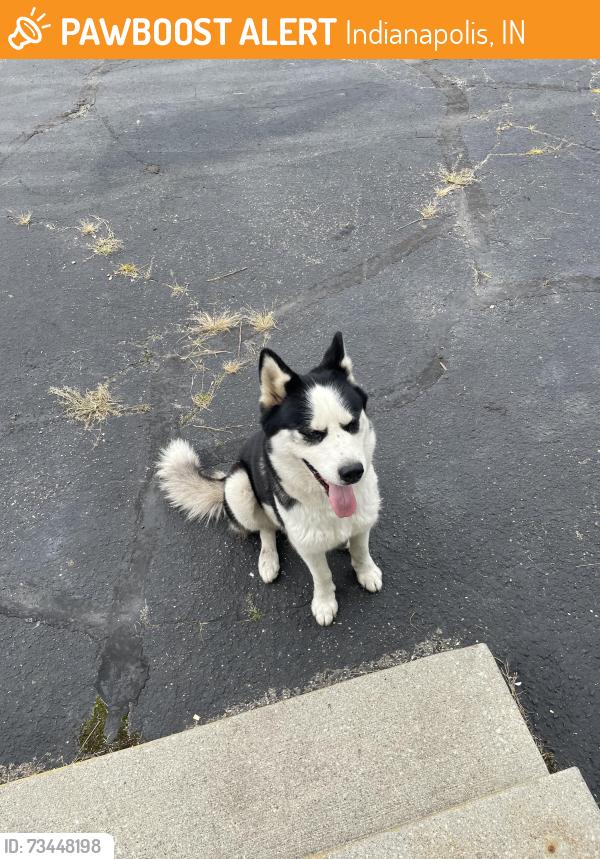 Found/Stray Female Dog last seen Shadeland, Indianapolis, IN 46226