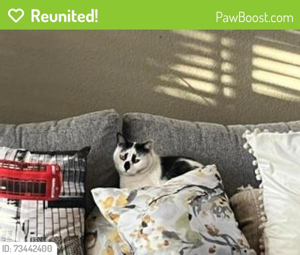 Reunited Male Cat last seen Sandpiper Ct., Moreno Valley, CA 92557