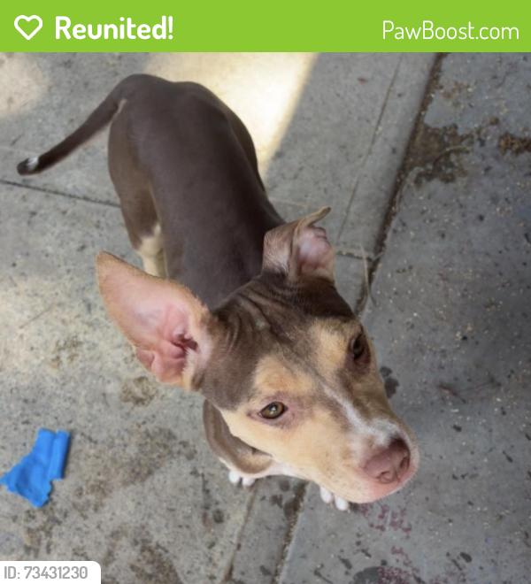 Reunited Female Dog last seen Cresson street, Wilkinsburg, PA 15221