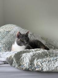 Found/Stray Unknown Cat last seen Cat Cafe on Garland Rd, Dallas, TX 75218