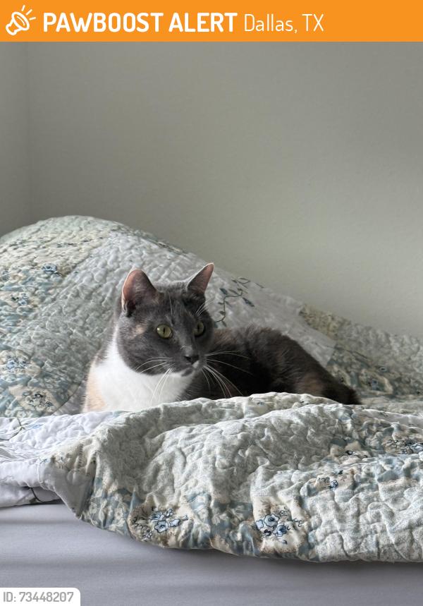 Found/Stray Unknown Cat last seen Cat Cafe on Garland Rd, Dallas, TX 75218
