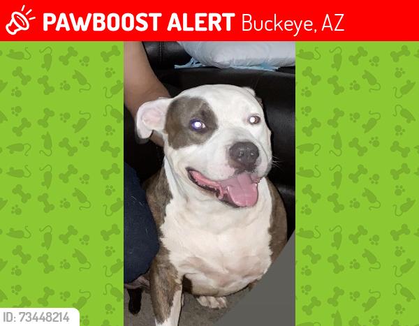 Lost Male Dog last seen Watson and Lower Buckeye Rd, Buckeye, AZ 85326
