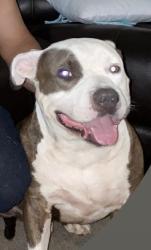 Lost Male Dog last seen Watson and Lower Buckeye Rd, Buckeye, AZ 85326