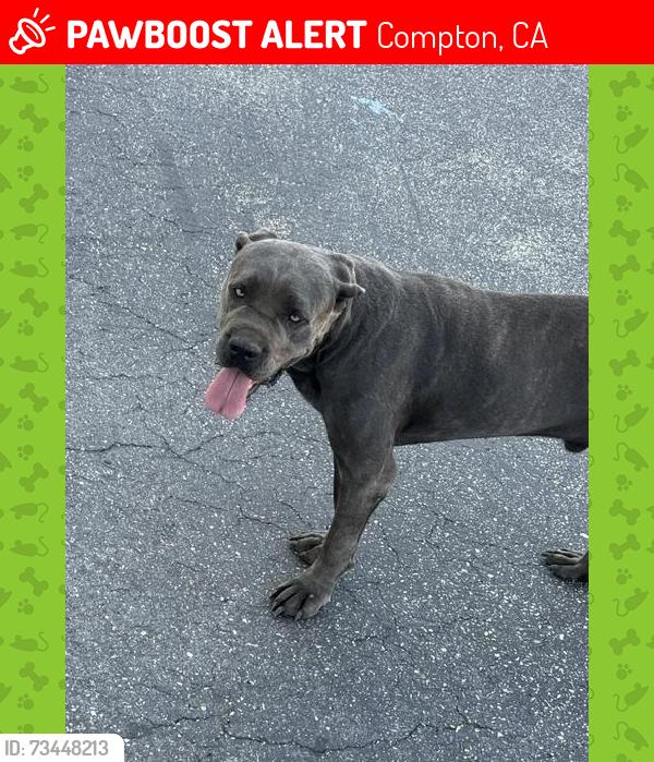 Lost Male Dog last seen Near W CAROB ST, Compton, CA 90220