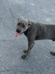 Lost Male Dog last seen Near W CAROB ST, Compton, CA 90220