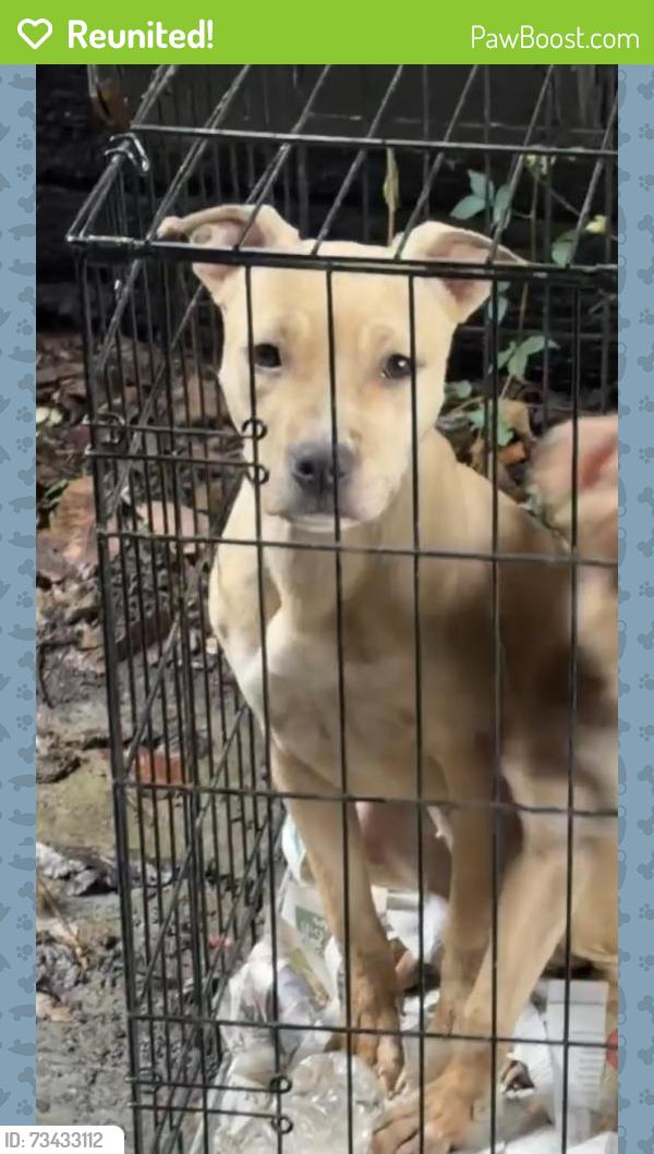 Reunited Female Dog last seen Cresson street, Pittsburgh, PA 15221