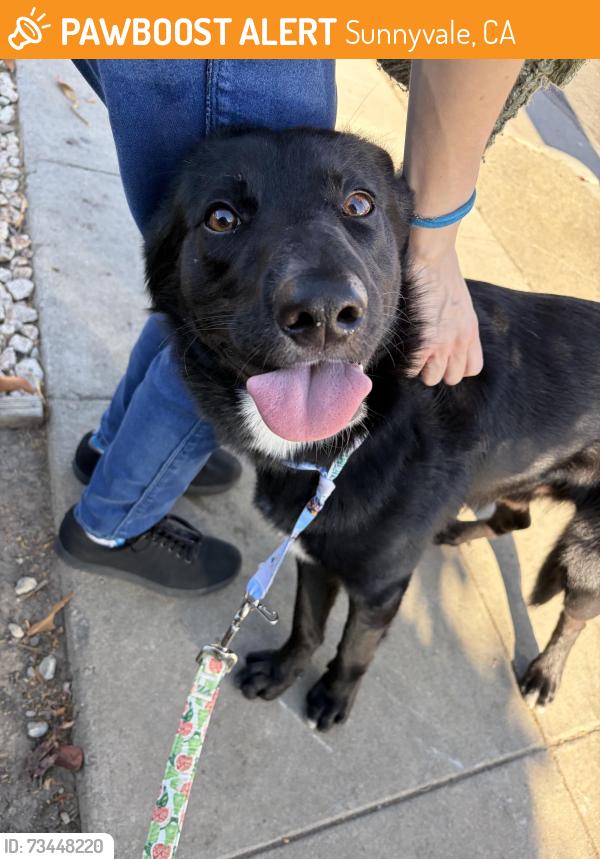 Found/Stray Male Dog last seen Fair oaks and Bryan Ave, Sunnyvale, CA 94086