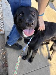 Found/Stray Male Dog last seen Fair oaks and Bryan Ave, Sunnyvale, CA 94086