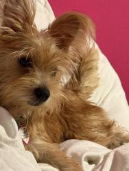 Reunited Female Dog last seen Corderas, San Jose, CA 95127, San José, CA 95127