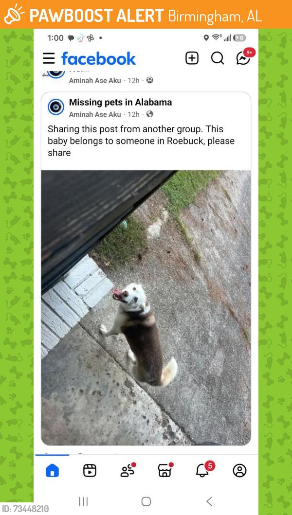 Found/Stray Male Dog last seen Roebuck Alabama, Birmingham, AL 35206
