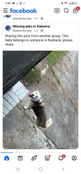 Found/Stray Male Dog last seen Roebuck Alabama, Birmingham, AL 35206
