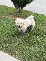 Found/Stray Male Dog last seen Long beach blvd, Lynwood, CA 90262