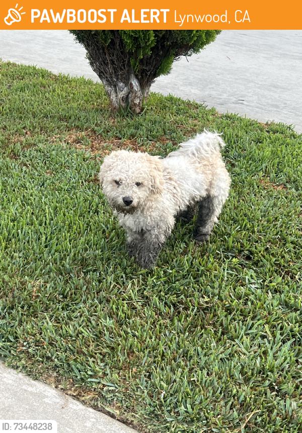 Found/Stray Male Dog last seen Long beach blvd, Lynwood, CA 90262