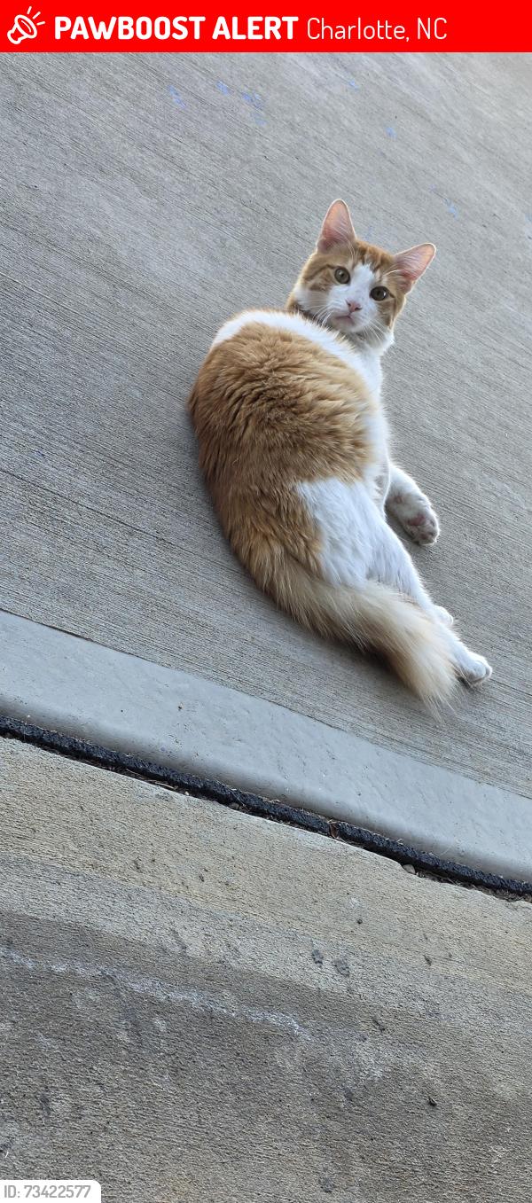Lost Male Cat last seen Hughesdale and Hamel, Charlotte, NC 28215