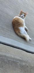 Lost Male Cat last seen Hughesdale and Hamel, Charlotte, NC 28215