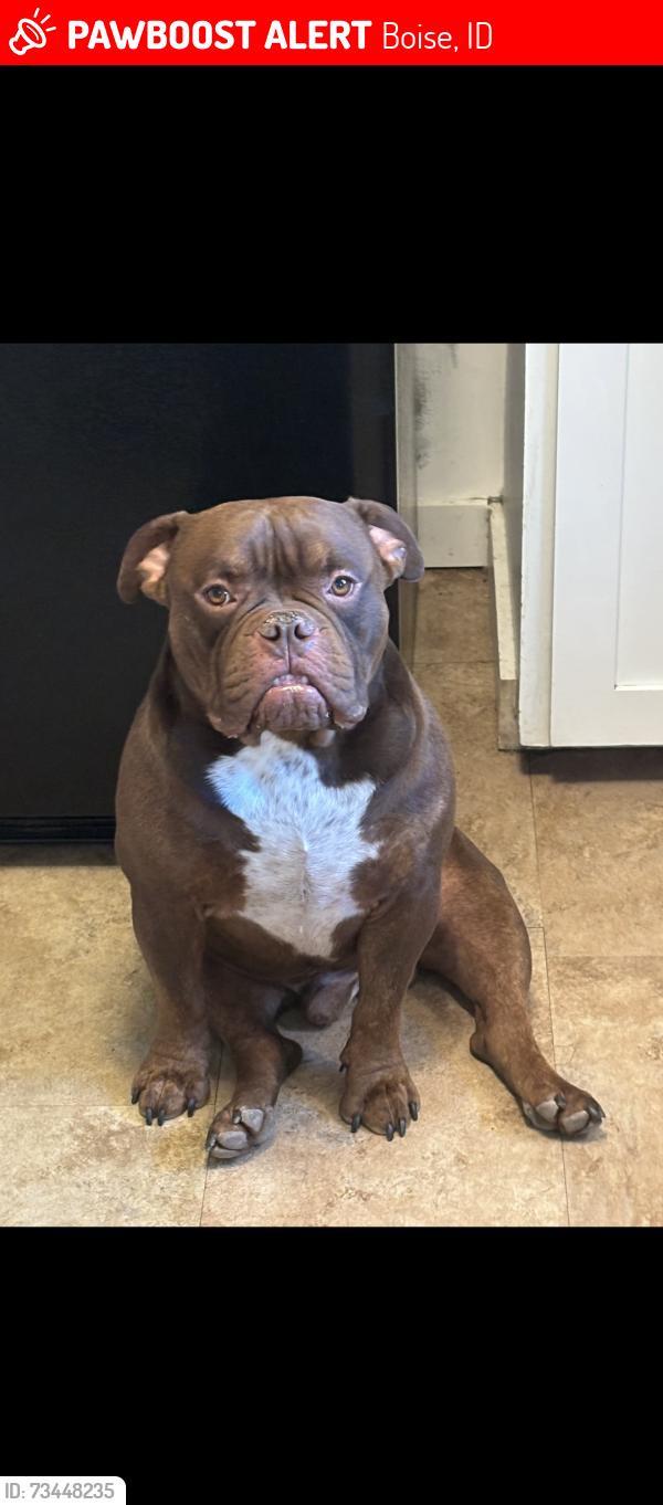 Lost Male Dog last seen Trial, Boise, ID 83714