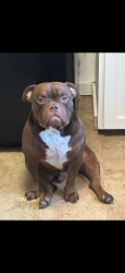 Lost Male Dog last seen Trial, Boise, ID 83714