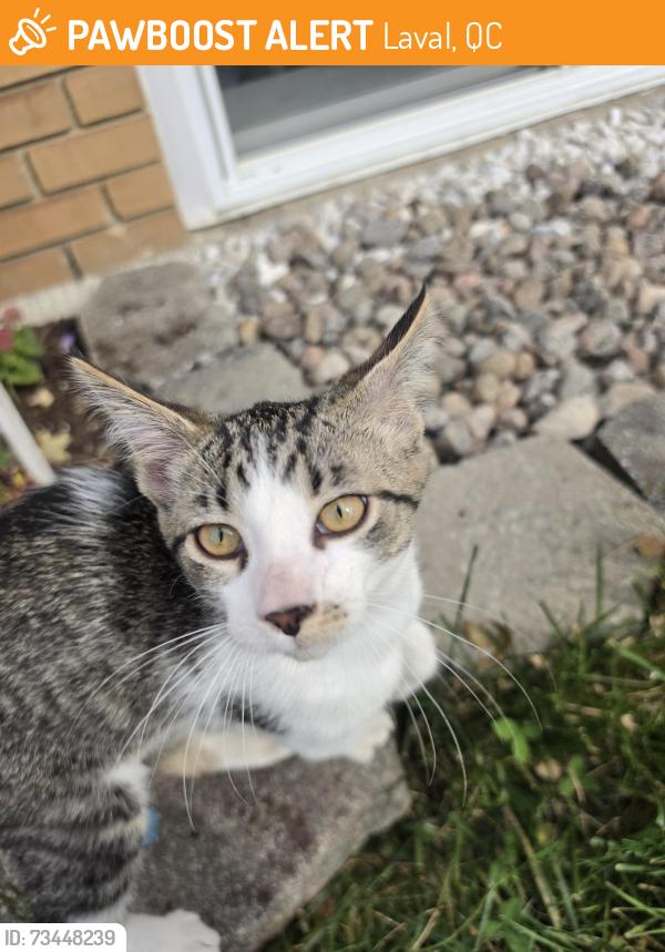 Found/Stray Unknown Cat last seen Samson, Laval, QC 