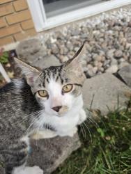 Found/Stray Unknown Cat last seen Samson, Laval, QC 