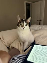 Reunited Female Cat last seen Morningside Avenue, Fairview, NJ 07022