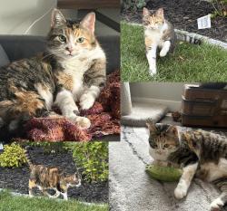 Lost Female Cat last seen Creekwood Chappelle backing onto 41 Avenue SW, Edmonton, AB T6W 1A7