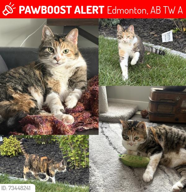 Lost Female Cat last seen Creekwood Chappelle backing onto 41 Avenue SW, Edmonton, AB T6W 1A7
