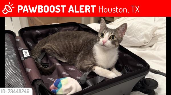 Lost Female Cat last seen Garrow street and Saint Charles street, Houston, TX 77003