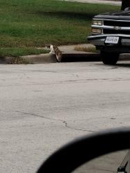 Found/Stray Female Cat last seen 4th and Douglas, Lee's Summit, MO 64063