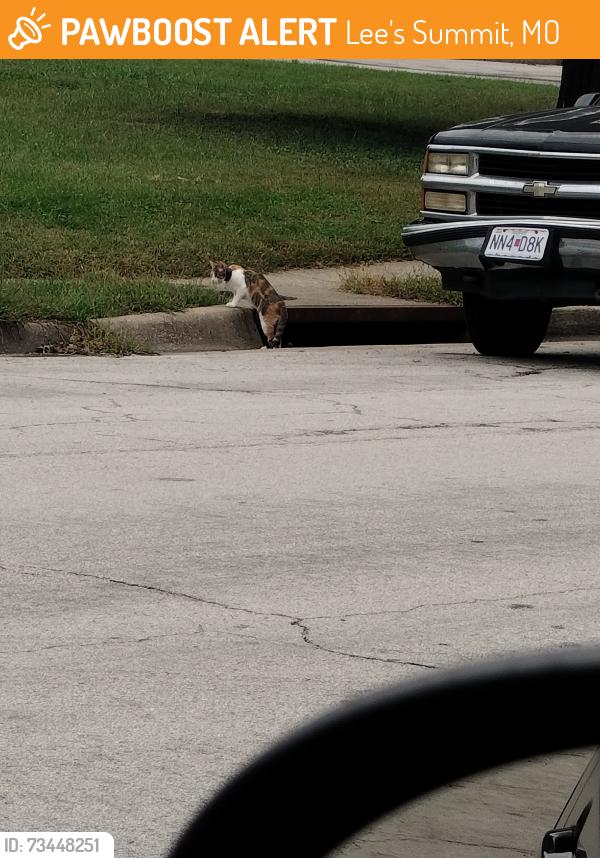 Found/Stray Female Cat last seen 4th and Douglas, Lee's Summit, MO 64063