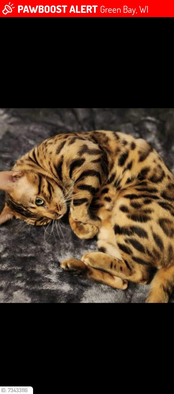 Lost Male Cat last seen Near S Huron Rd, Green Bay, WI 54311