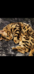 Lost Male Cat last seen Near S Huron Rd, Green Bay, WI 54311