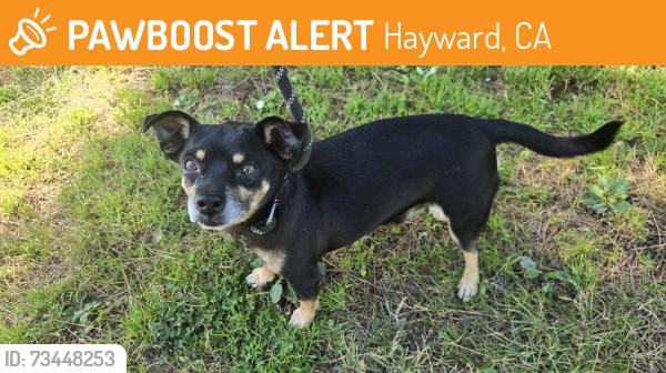 Found/Stray Male Dog last seen Near weeks park, Hayward, CA 94544
