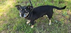 Found/Stray Male Dog last seen Near weeks park, Hayward, CA 94544