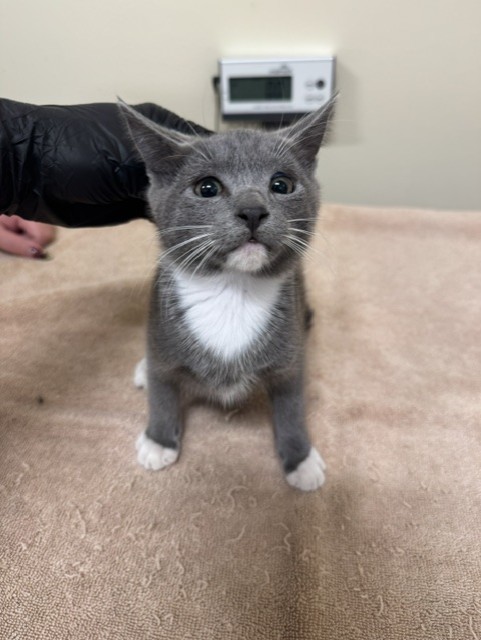 Shelter Stray Female Cat last seen SAN ANDREAS DR, 1950 Stevenson Blvd, Fremont, CA 94538, USA