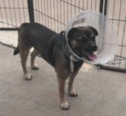 Found/Stray Male Dog last seen half block west of 88th Ave & Meade St, Westminster, CO 80031
