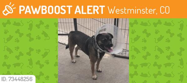 Found/Stray Male Dog last seen half block west of 88th Ave & Meade St, Westminster, CO 80031