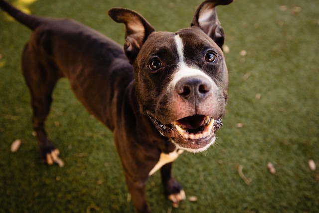 Shelter Stray Male Dog last seen , 2769 Conroy Rd, Orlando, FL 32839, USA