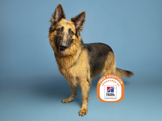 Shelter Stray Female Dog last seen NOT GIVEN, 5501 E Van Buren St, Phoenix, AZ 85008, USA