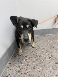Shelter Stray Male Dog last seen MCDOWELL RD AND VERRADO, 5501 E Van Buren St, Phoenix, AZ 85008, USA
