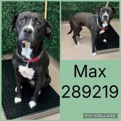 Shelter Stray Male Dog last seen WILLOWDALE DR, 4214 Fulton Mill Rd, Macon, GA 31216, USA