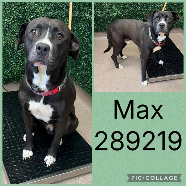 Shelter Stray Male Dog last seen WILLOWDALE DR, 4214 Fulton Mill Rd, Macon, GA 31216, USA