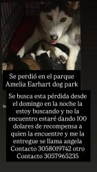 Lost Female Dog last seen Amelia Earhart dog park, Opa-locka, FL 33054