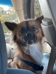 Lost Male Dog last seen Church st and ebbott, Modesto, CA 95357