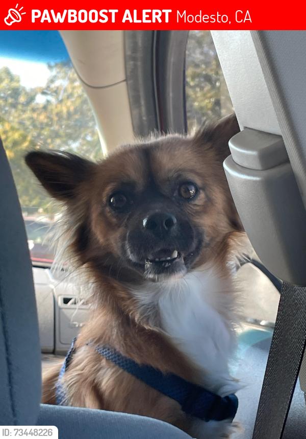 Lost Male Dog last seen Church st and ebbott, Modesto, CA 95357